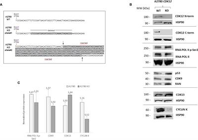 Stable CDK12 Knock-Out Ovarian Cancer Cells Do Not Show Increased Sensitivity to Cisplatin and PARP Inhibitor Treatment